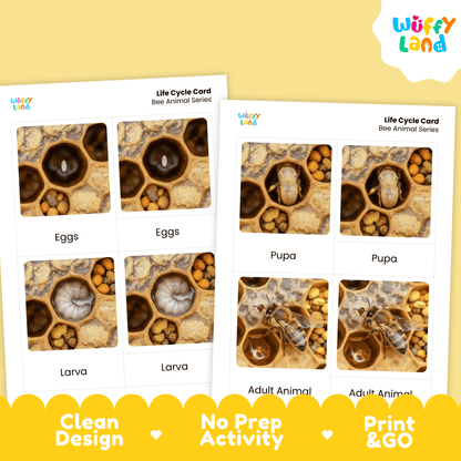 Bee Life Cycle Montessori 3-Part Cards - Science Zoology Flashcards