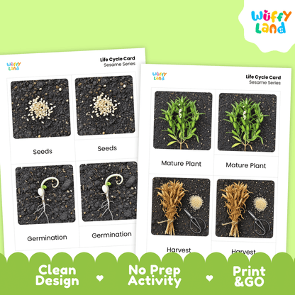 Sesame Life Cycle Montessori 3-Part Cards - Science Botany Flashcards