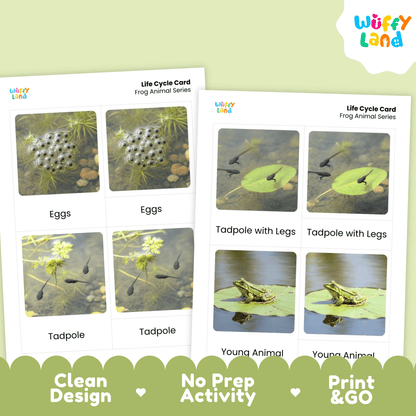 Frog Life Cycle Montessori 3-Part Cards - Science Zoology Metamorphosis Flashcard