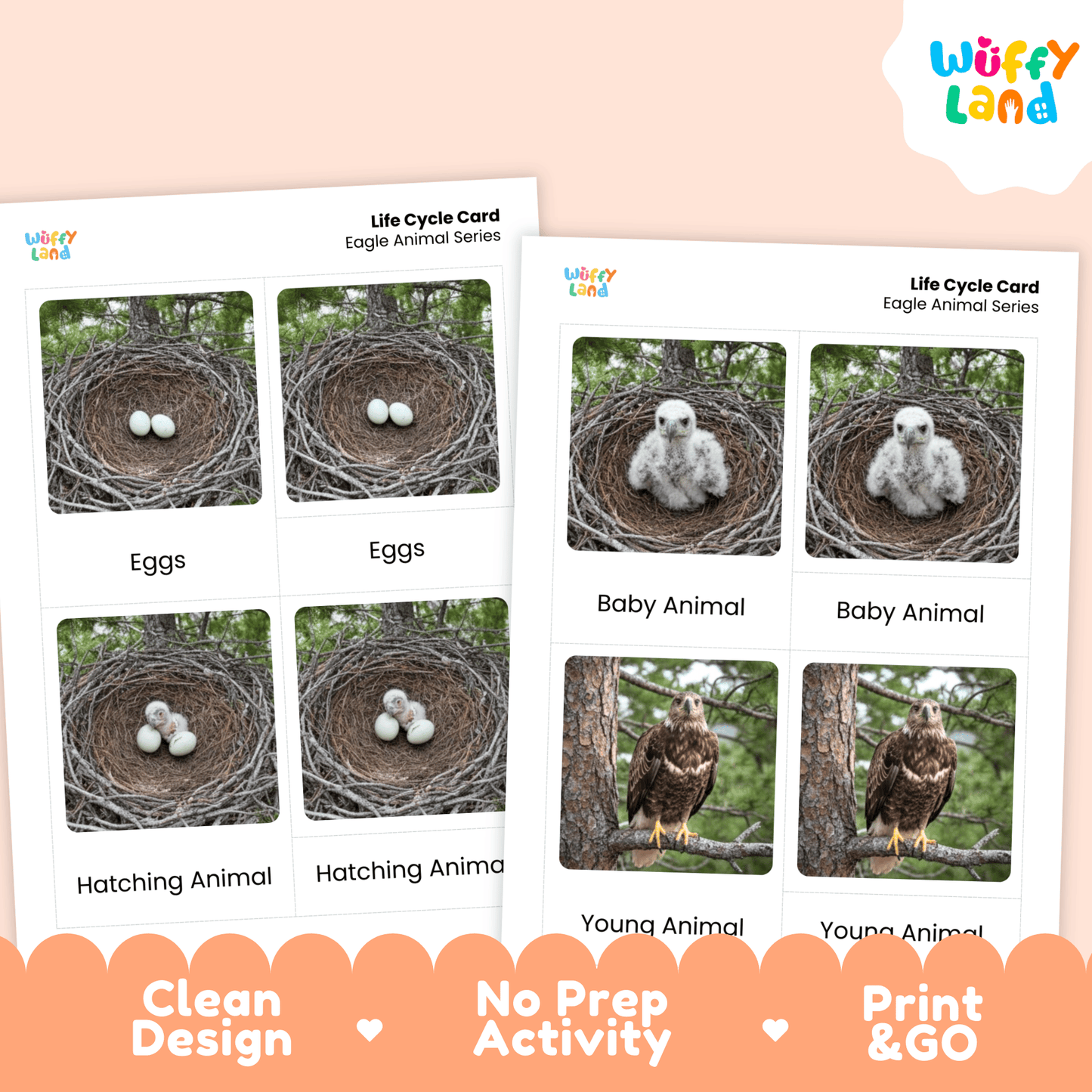 Bald Eagle Life Cycle Montessori 3-Part Cards - Science Zoology Flashcards