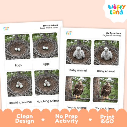 Bald Eagle Life Cycle Montessori 3-Part Cards - Science Zoology Flashcards