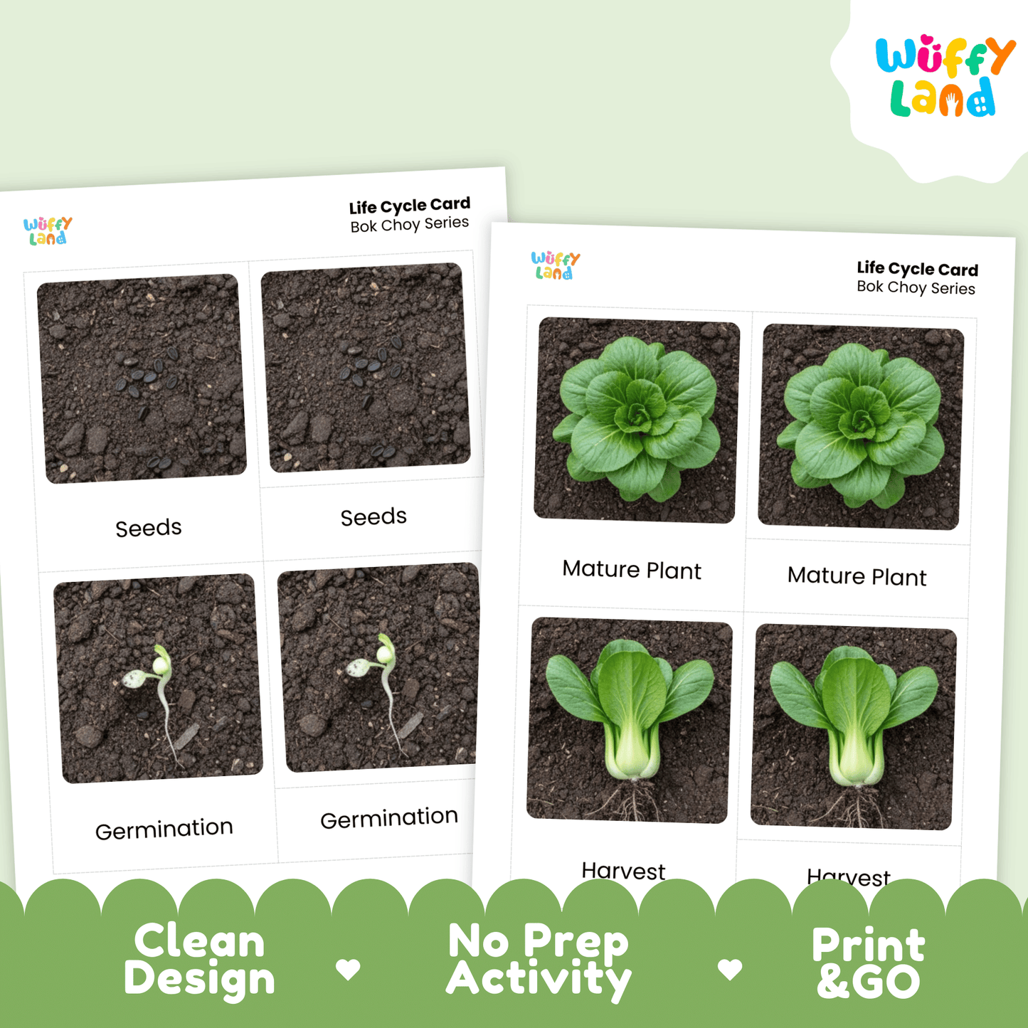 Bok Choy Life Cycle Flashcards Montessori 3 Part Cards Science Activity Garden