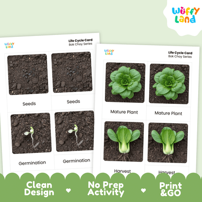 Bok Choy Life Cycle Flashcards Montessori 3 Part Cards Science Activity Garden