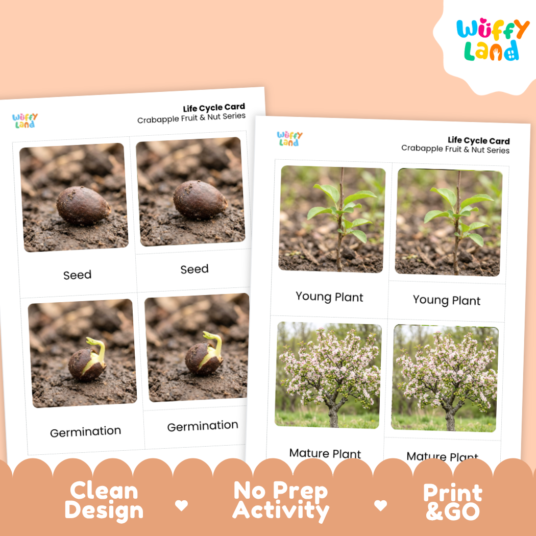 Crabapple Life Cycle Flashcard 3 Part Card Montessori Printable Activity