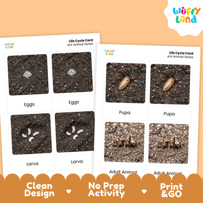 Ant Life Cycle Montessori 3-Part Cards - Science Zoology Flashcards