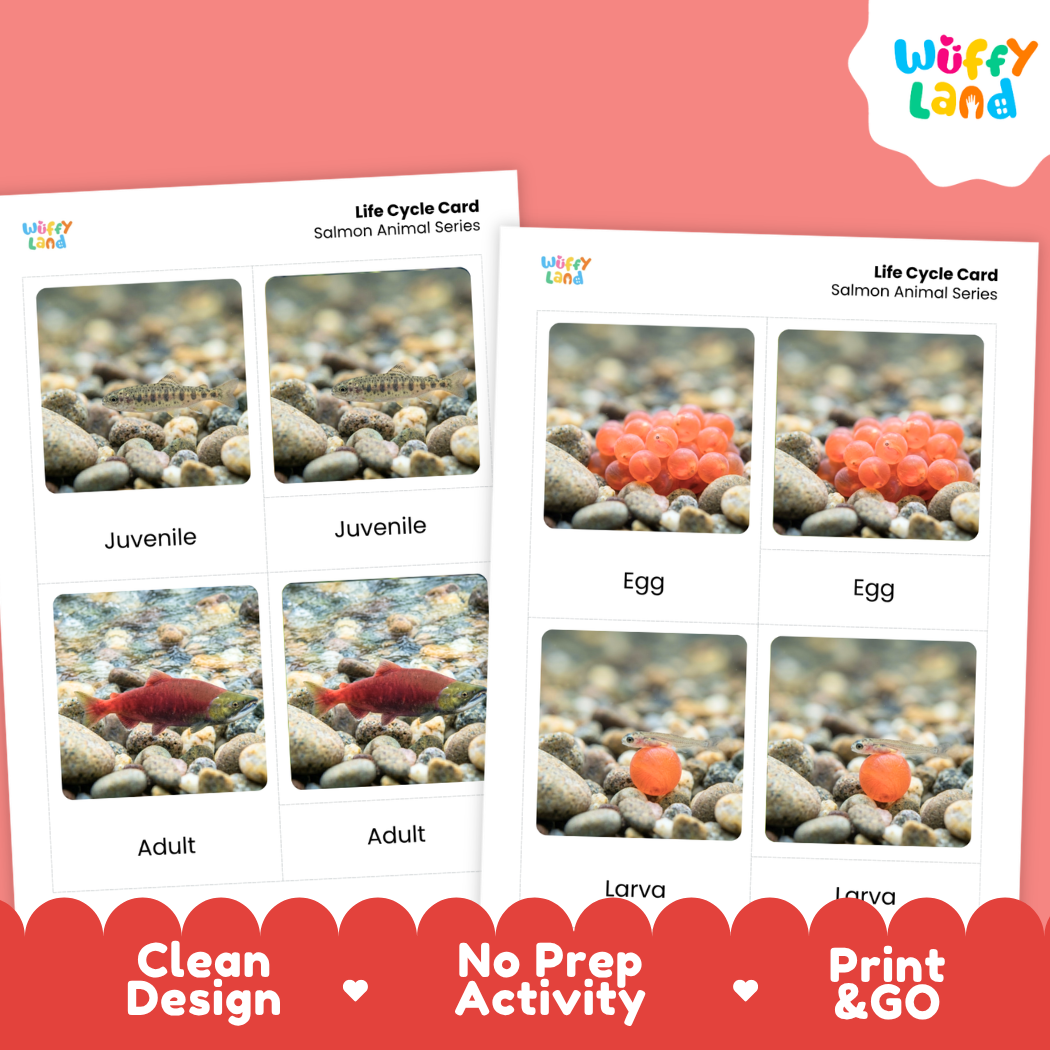 Salmon Life Cycle Flashcards 3 Part Cards Montessori Science Printable