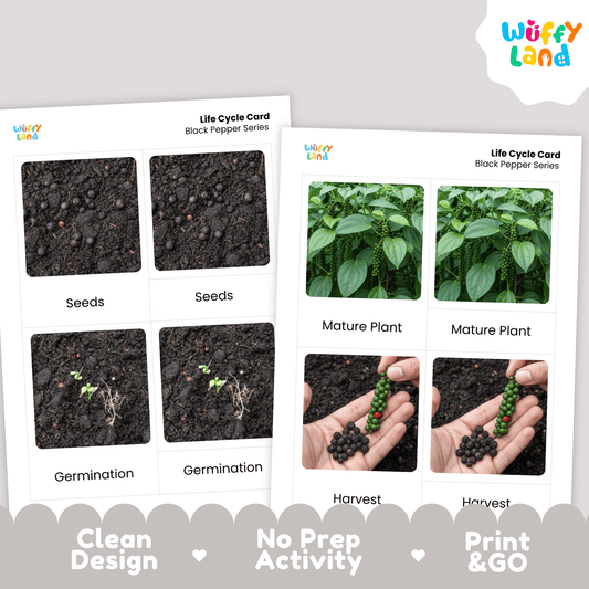 Black Pepper Life Cycle Montessori 3-Part Cards - Science Botany Flashcards