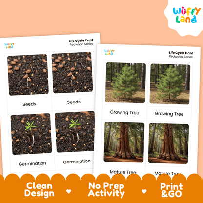 Redwood Tree Life Cycle Montessori 3-Part Cards - Science Botany Flashcards