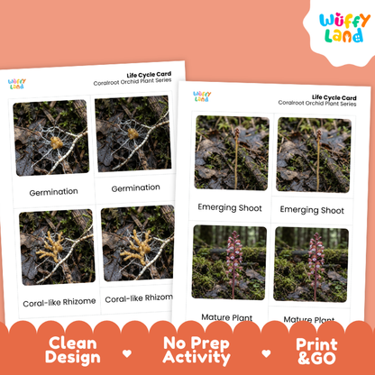 Coralroot Orchid Life Cycle Flashcards | 3 Part Cards Montessori Science Activity