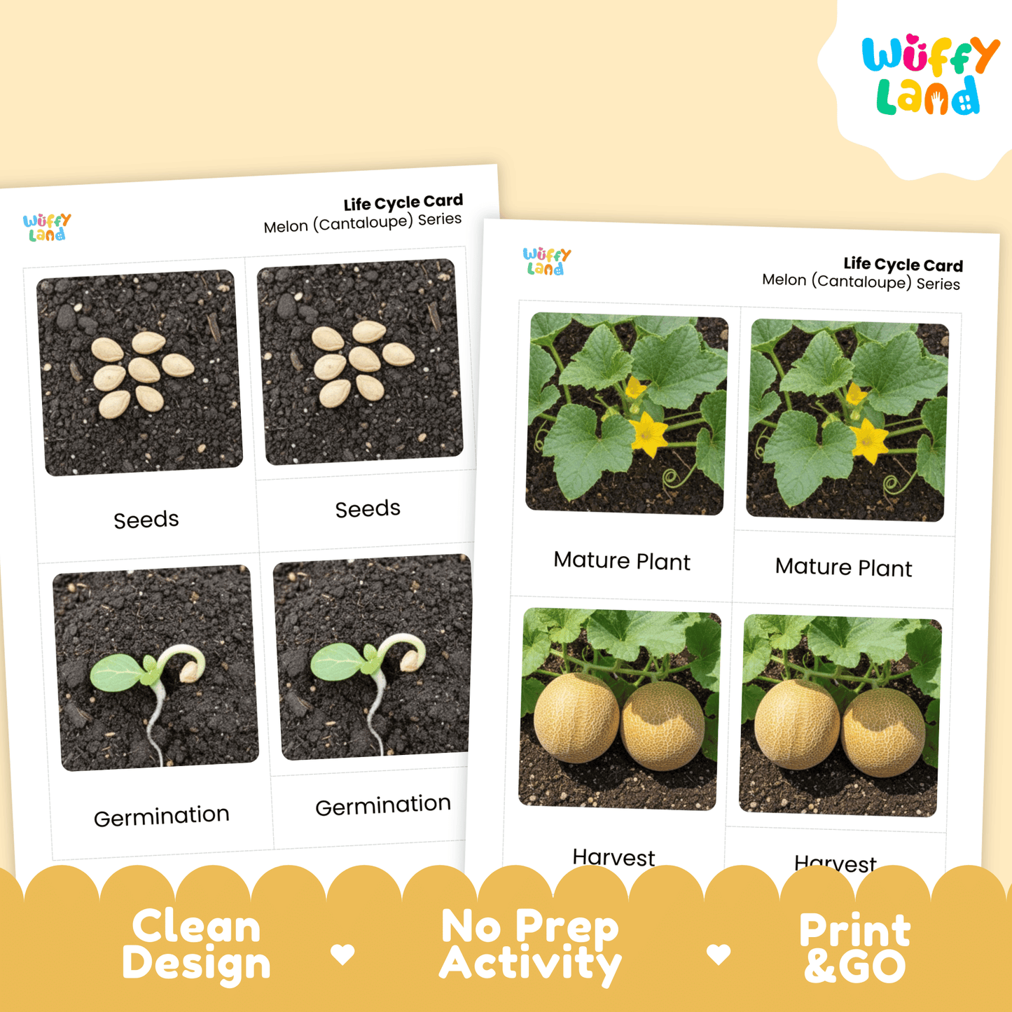 Melon Cantaloupe Life Cycle Activity Worksheet Science Plant Sequence
