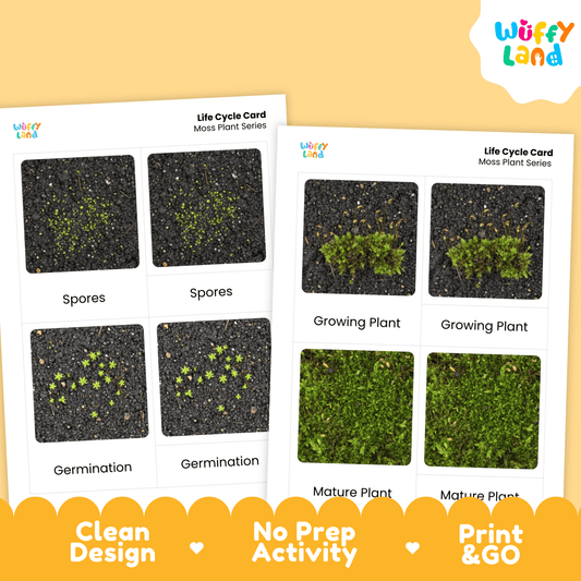 Moss Plant Life Cycle Montessori 3-Part Cards - Science Botany Flashcards
