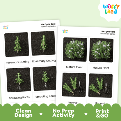 Rosemary Life Cycle Montessori 3-Part Cards - Science Botany Flashcards