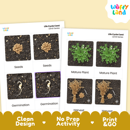 Lentil Life Cycle Montessori 3-Part Cards - Science Botany Flashcards