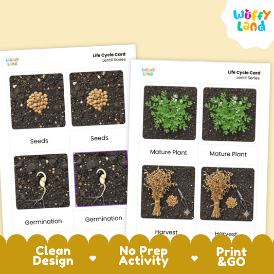 Lentil Life Cycle Montessori 3-Part Cards - Science Botany Flashcards