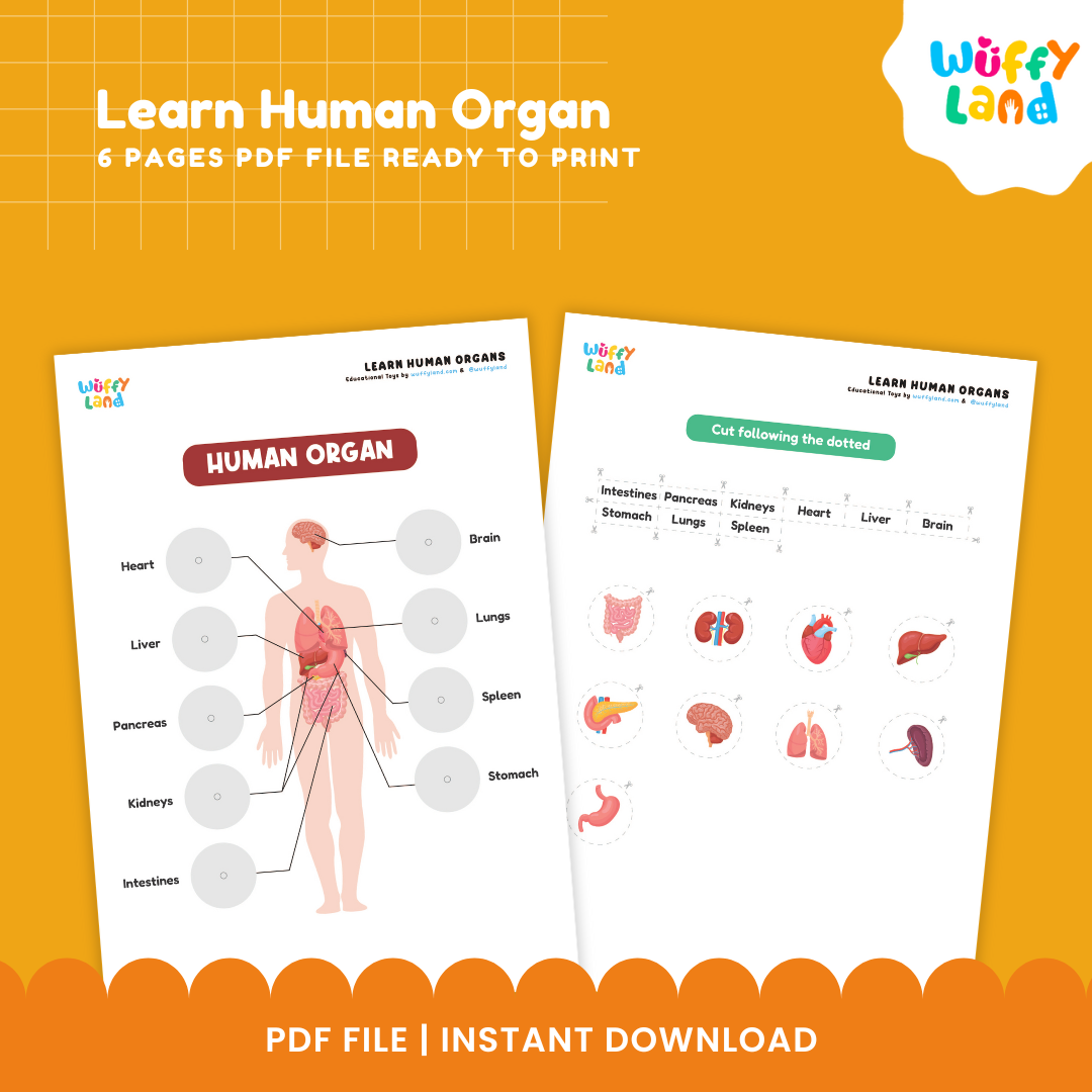 Pelajari Organ Manusia yang Dapat Dicetak - Aktivitas Tubuh Manusia untuk Anak-Anak