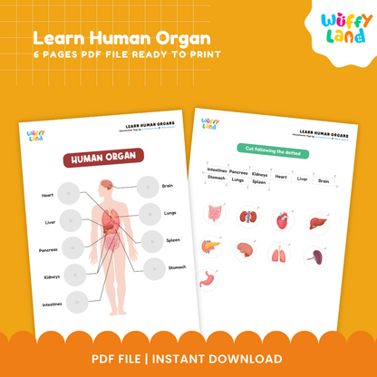 Pelajari Organ Manusia yang Dapat Dicetak - Aktivitas Tubuh Manusia untuk Anak-Anak