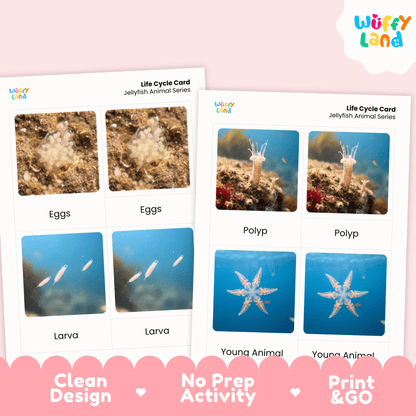 Jellyfish Life Cycle Montessori 3-Part Cards - Science Zoology Marine Flashcards