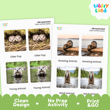 Otter Life Cycle Montessori 3-Part Cards - Science Zoology Mammal Flashcards