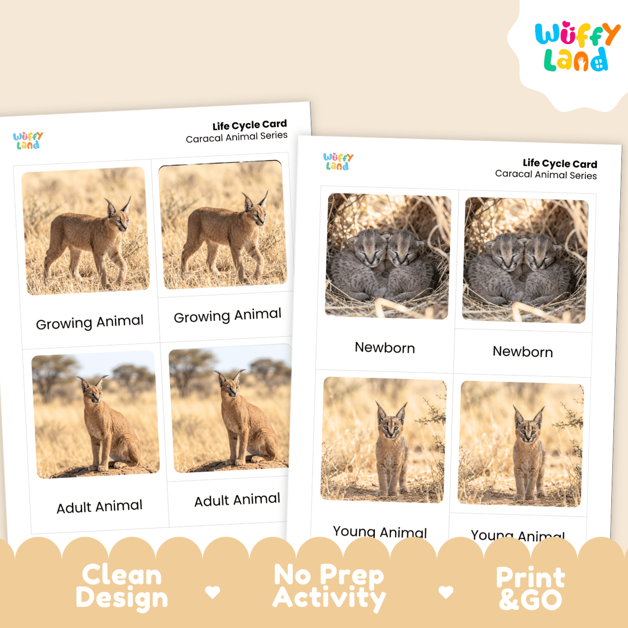 Caracal Life Cycle Flashcards | Montessori 3 Part Cards Mammal Activity