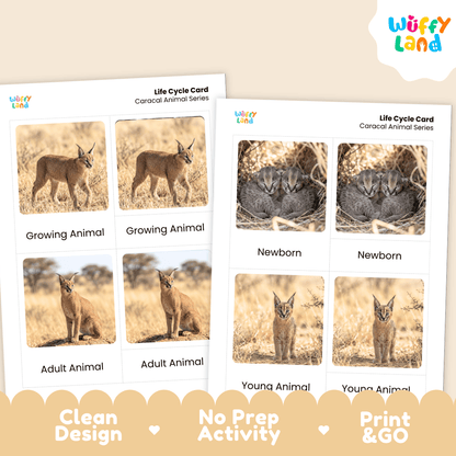 Caracal Life Cycle Flashcards | Montessori 3 Part Cards Mammal Activity