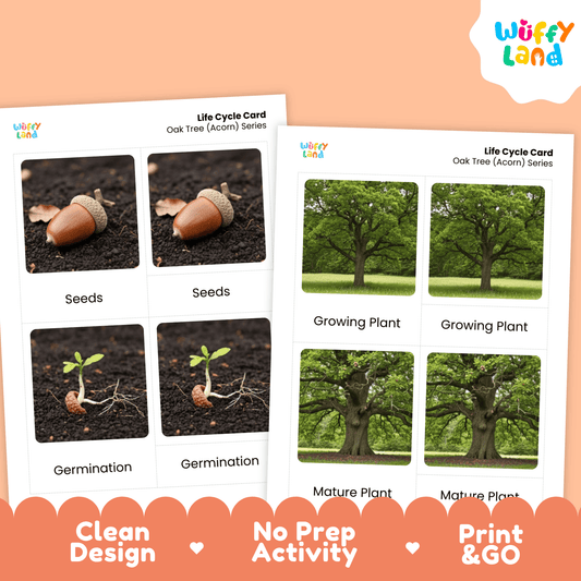 Oak Tree (Acorn) Life Cycle Montessori 3-Part Cards - Science Botany Flashcards