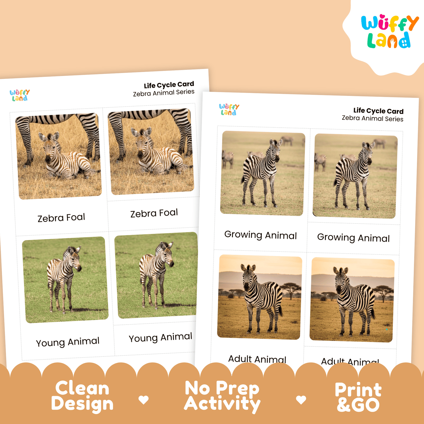 Zebra Life Cycle Montessori 3-Part Cards - Science Zoology Mammal Flashcards