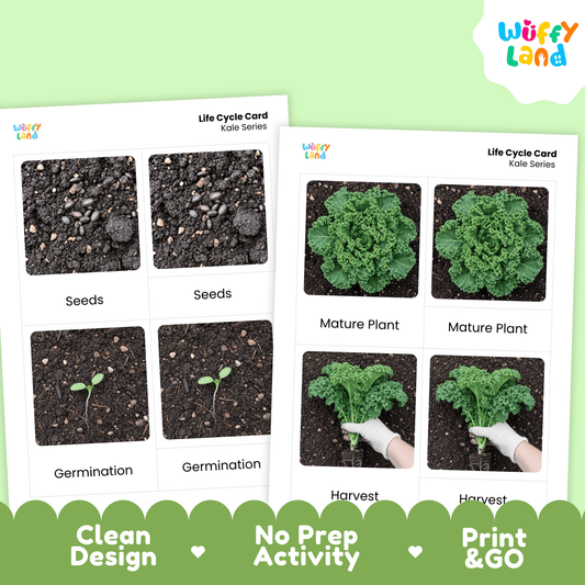Kale Life Cycle Flashcards Montessori 3 Part Cards Science Activity Garden