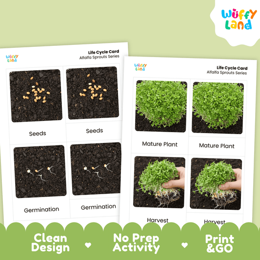 Alfalfa Sprouts Life Cycle Montessori 3-Part Cards - Science Botany Flashcards