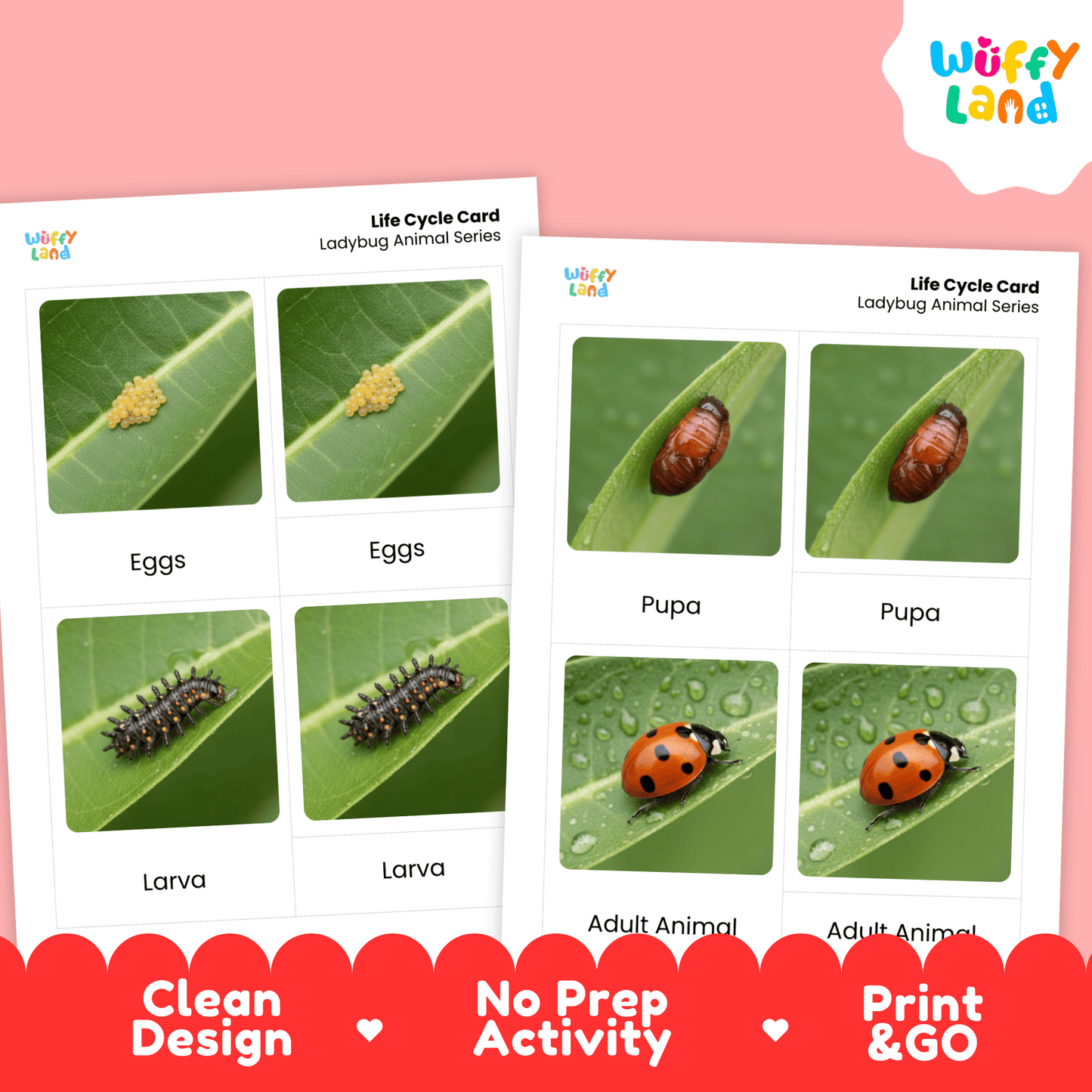 Ladybug Life Cycle Montessori 3-Part Cards - Science Zoology Flashcards