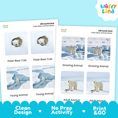 Polar Bear Life Cycle Montessori 3-Part Cards - Science Zoology Mammal Flashcard