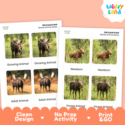 Moose Life Cycle Flashcards | 3 Part Cards Biology Activity