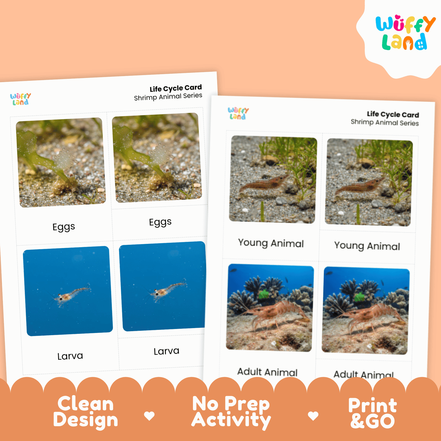 Shrimp Life Cycle Montessori 3-Part Cards - Science Zoology Flashcards