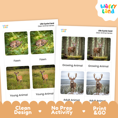 Deer Life Cycle Montessori 3-Part Cards - Science Zoology Mammal Flashcards