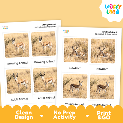 Springbok Life Cycle Flashcards | Montessori 3 Part Cards Mammal Activity