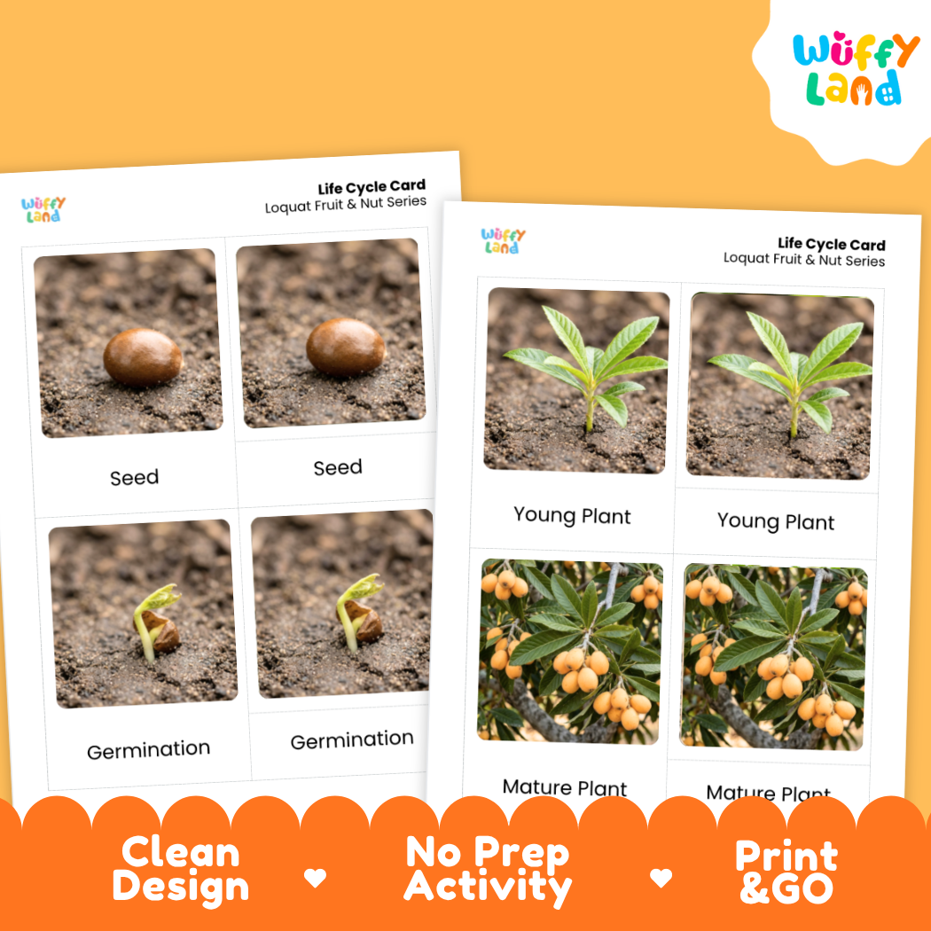 Loquat Life Cycle Flashcard 3 Part Card Montessori Printable Activity