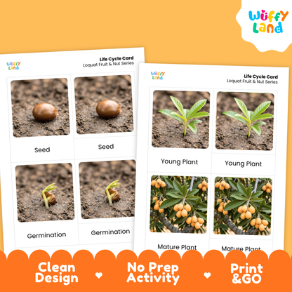 Loquat Life Cycle Flashcard 3 Part Card Montessori Printable Activity