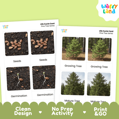 Pine Tree Life Cycle Montessori 3-Part Cards - Science Botany Flashcards