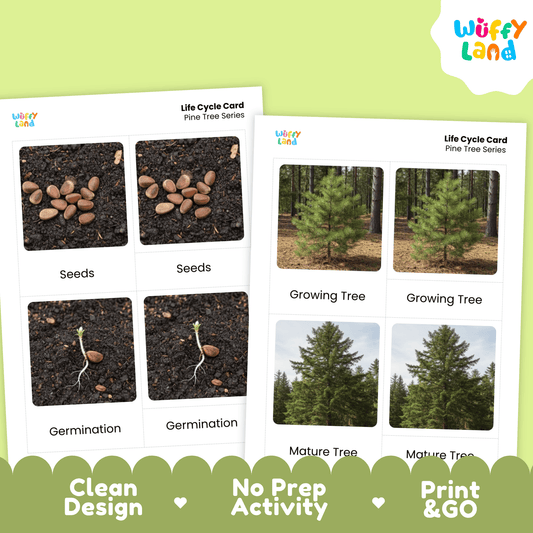 Pine Tree Life Cycle Montessori 3-Part Cards - Science Botany Flashcards