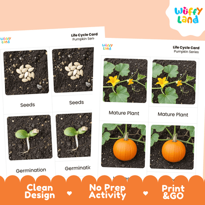 Pumpkin Life Cycle Flashcards Montessori 3 Part Cards Science Activity