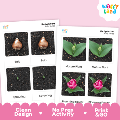 Tulip Life Cycle Montessori 3-Part Cards - Science Botany Flashcards