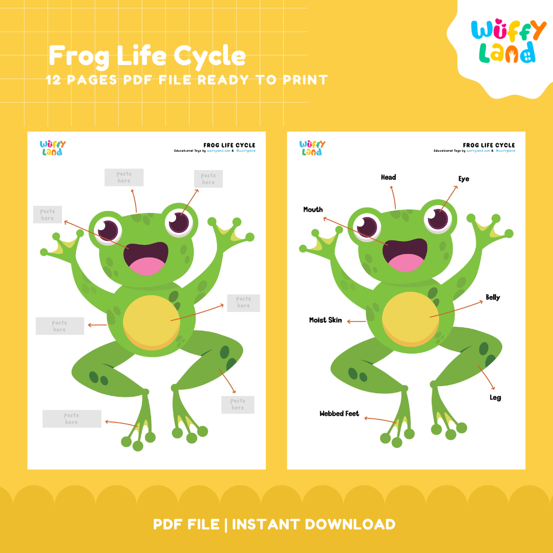 Frog Life Cycle Printable - Fun & Educational Science Activity for Kids