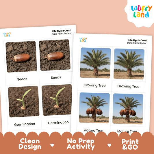 Date Palm Life Cycle Montessori 3-Part Cards - Science Botany Flashcards