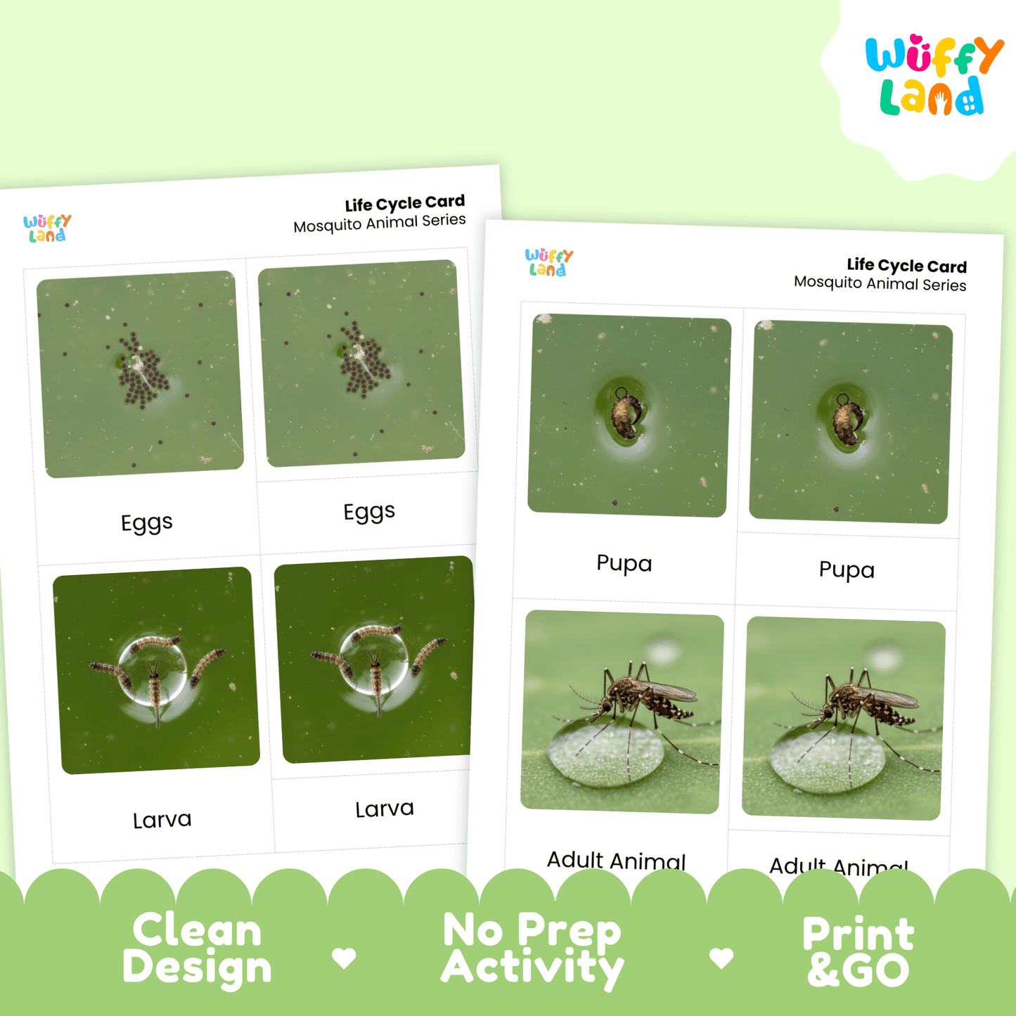 Mosquito Life Cycle Montessori 3-Part Cards - Science Zoology Flashcards