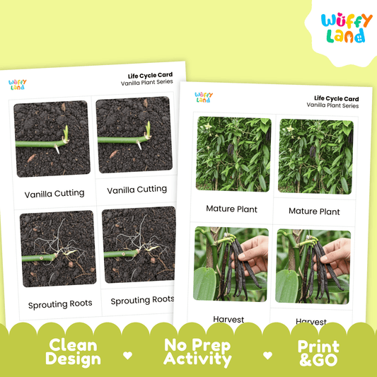 Vanilla Plant Life Cycle Montessori 3-Part Cards - Science Botany Flashcards