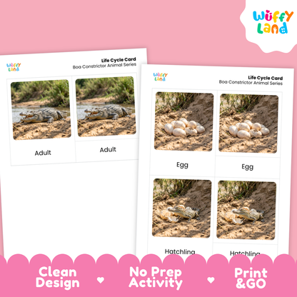 Nile Crocodile Life Cycle Flashcards 3 Part Cards Montessori Science Activity