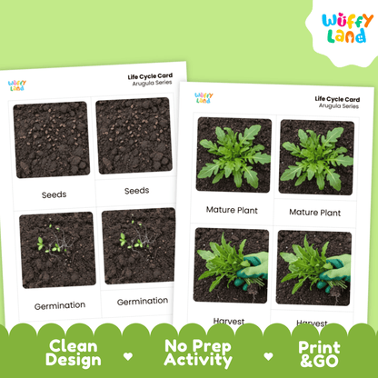 Arugula Life Cycle Activity Cut & Paste Worksheet Science Plant Growth Sequence