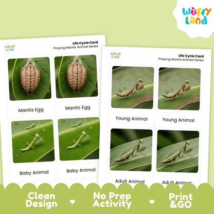Praying Mantis Life Cycle Montessori 3-Part Cards - Science Zoology Insect Cards