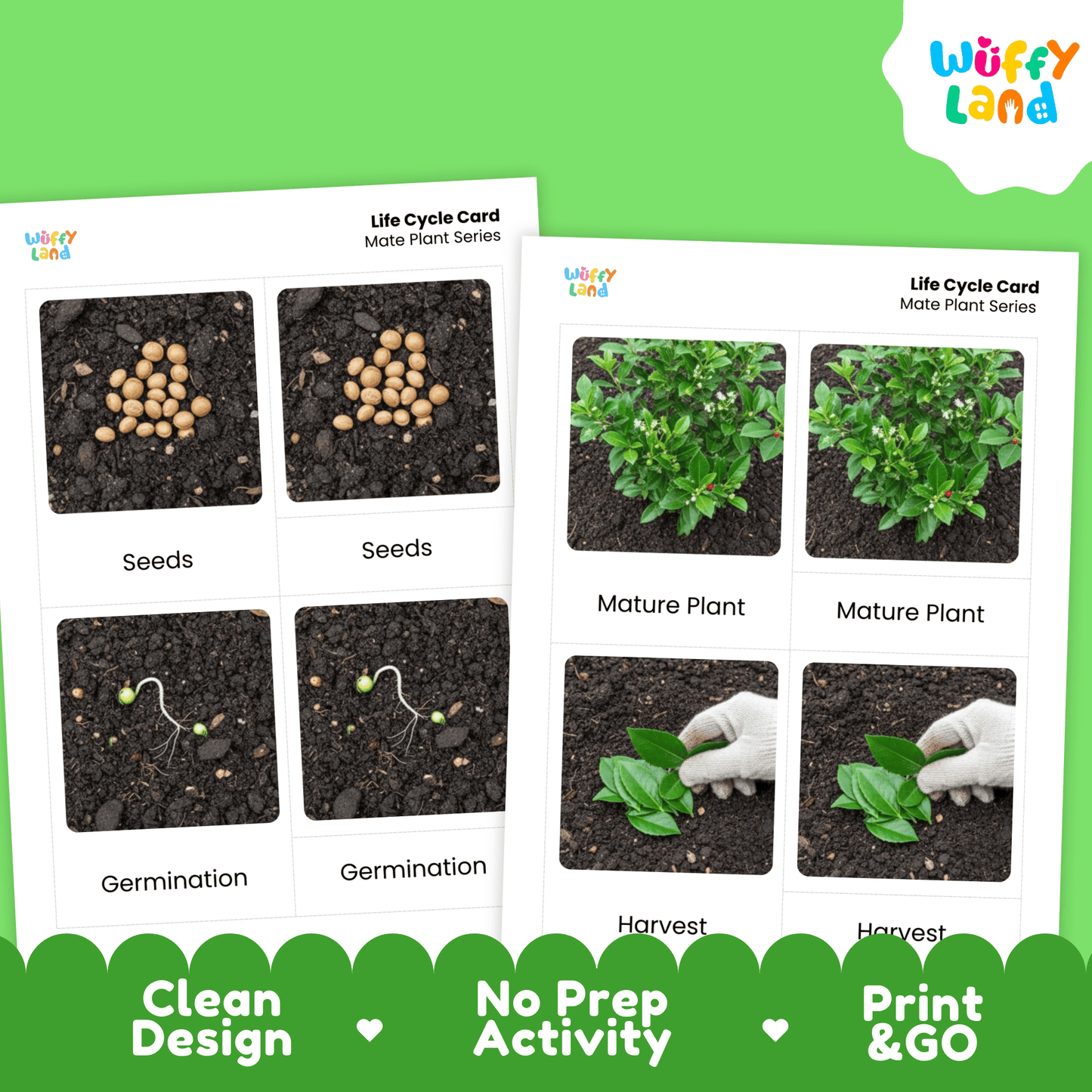 Mate Plant Life Cycle Montessori 3-Part Cards - Science Botany Flashcards