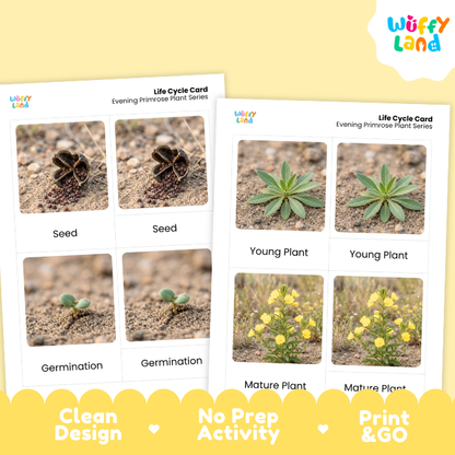 Evening Primrose Life Cycle Flashcard 3 Part Card Montessori Science Printable