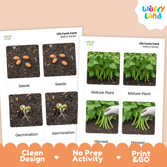 Green Bean Life Cycle Flashcards Montessori 3 Part Cards Science Activity Garden